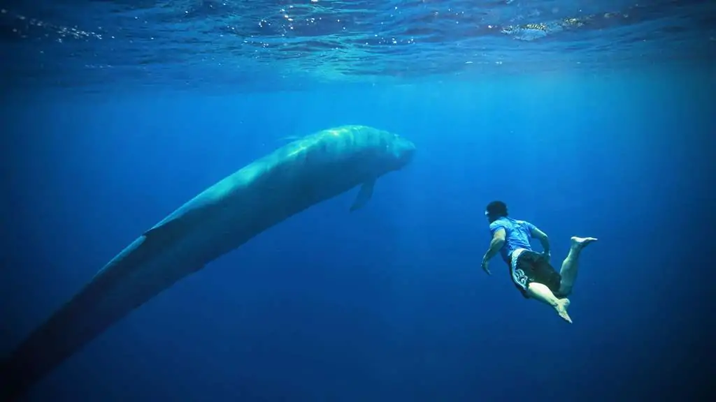 Mavi balina oyunu nedir